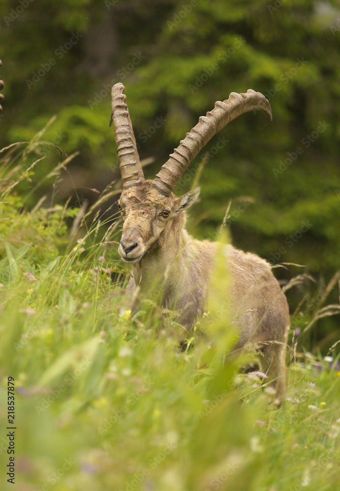 Alpine ibex with long horns, view from close-up Alpine ibex with long horns, view from close-up