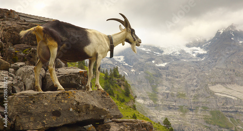 A Goat standing on the stony pile with a mountains on background, Swiss Alps © Tulda