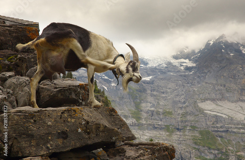 A scratching goat standing on the stone with a mountains on background, Swiss Alps