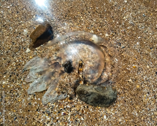 Dead jellyfish in shallow water. Jellyfish Rhizostoma root rope  thrown to the shore of the sea. Dead jellyfish