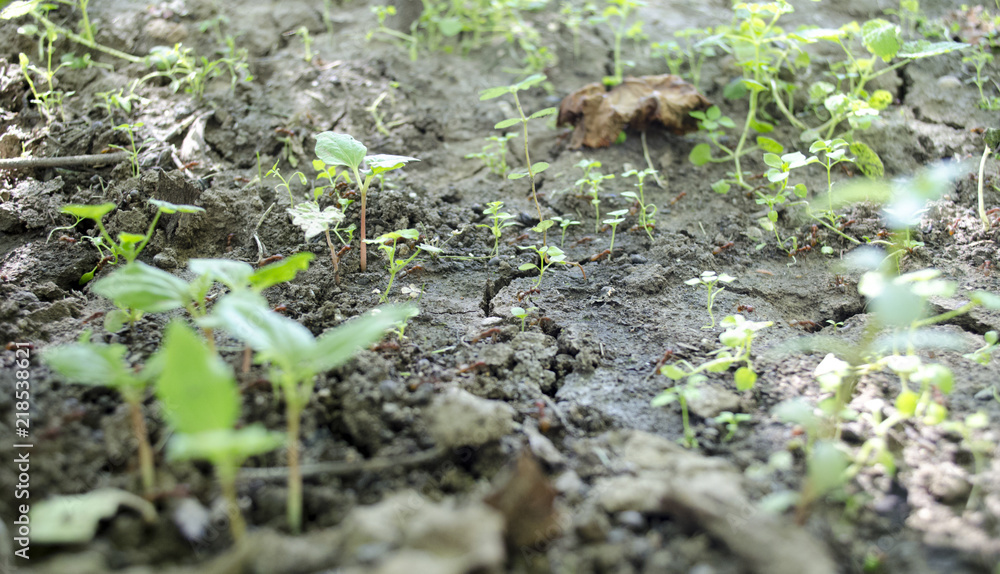 Obraz premium garden with cracks. ants