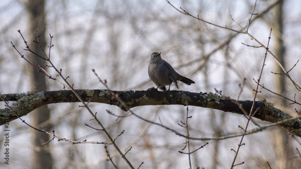 A small grey bird sits on a bare branch in a wintertime forest. A small grey bird sits on a bare branch in a wintertime forest.