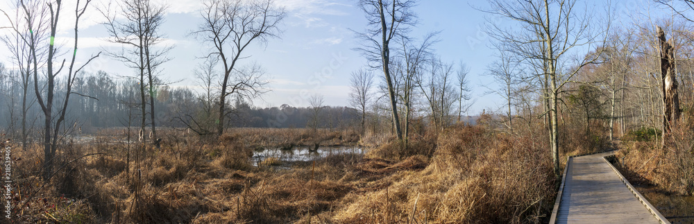 A wooden boardwalk carves a path through a barren wetland full of bare trees and brush in a Virginia wetland.