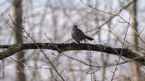 A small grey bird sits on a bare branch in a wintertime forest.