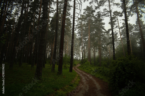 Creepy forest with fog