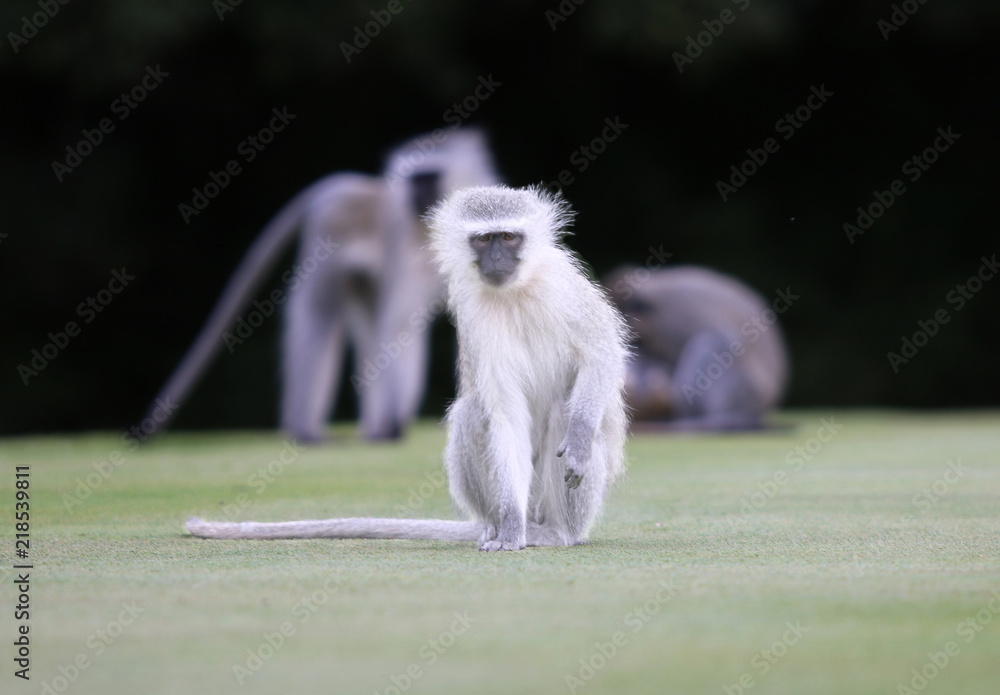 Naklejka premium Close-up of Vervet Monkey on Golf Course