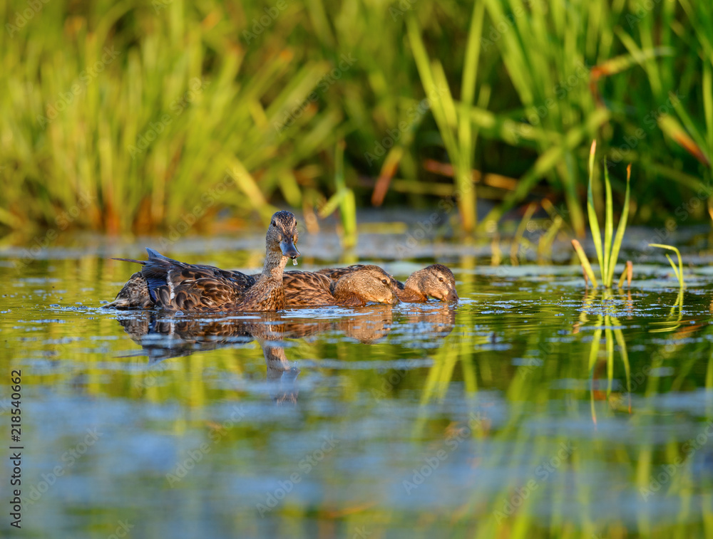 Female Mallard and Two Juvenile Ducks Foraging Female Mallard and Two Juvenile Ducks Foraging