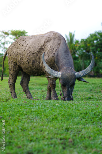 Wildlife Buffalo muddy body