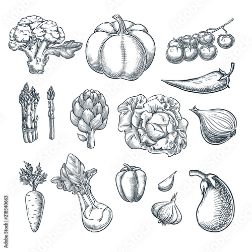 Farm fresh vegetables set. Vector sketch illustration. Autumn farming and harvesting outline design elements