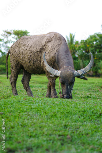 Wildlife Buffalo muddy body