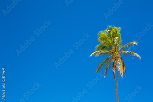 Palm tree and clear blue sky with space for text