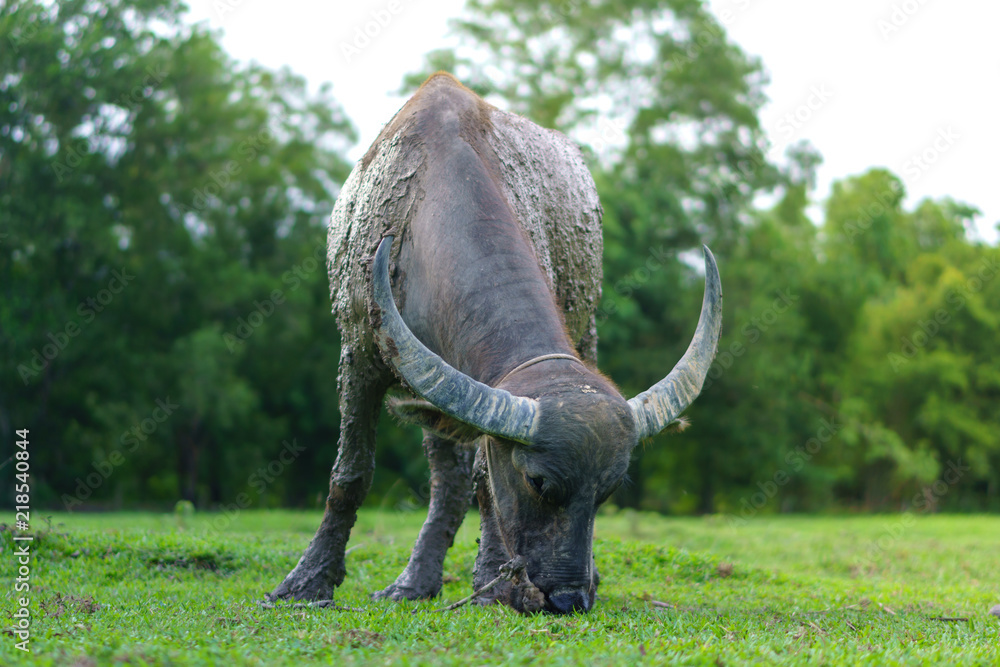 Fototapeta premium Wildlife Buffalo muddy body