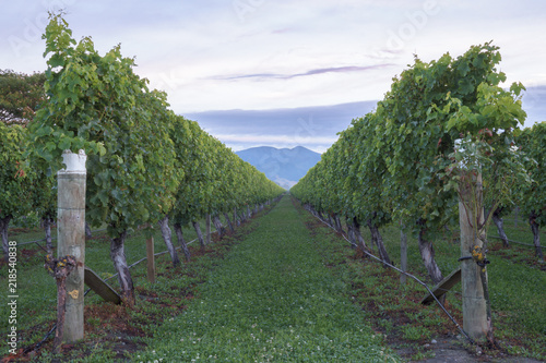 Path through vineyard field, green bushes 