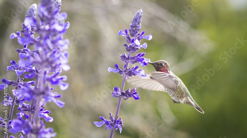 Anna's hummingbird feeding on purple sage blossoms.  Young male.