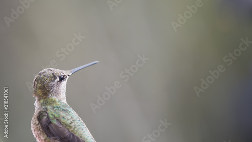 Closeup of young male Anna s hummingbird with grey-green background.