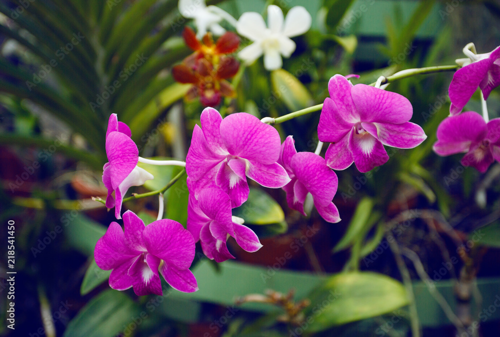 Orhid flowers on tropical backgraund Orhid flowers on tropical backgraund