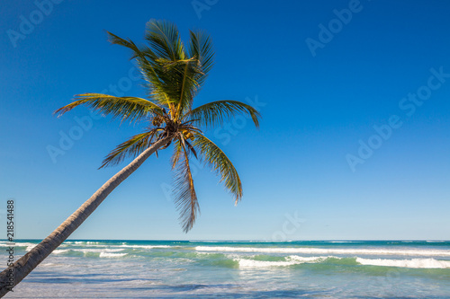 Fototapeta Naklejka Na Ścianę i Meble -  the palm tree hangs over the Atlantic Ocean on Macao beach in Dominican Republic