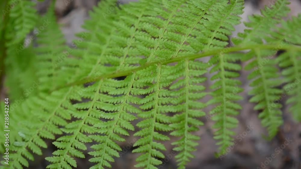 Video of fern leaves swaying in the forest.. Athyrium filix Video of fern leaves swaying in the forest.. Athyrium filix