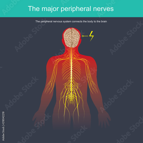 The peripheral nervous system connects the body to the brain