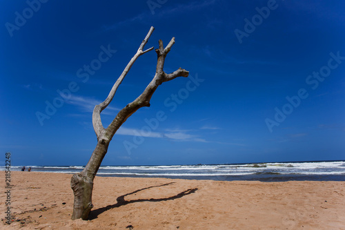 Dead tree on the beach of Balapitiya. Untouched tropical beach.