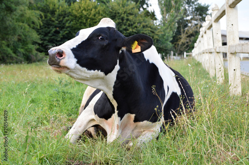 A dairy cow of prime holstein breed, in a field. © jpr03