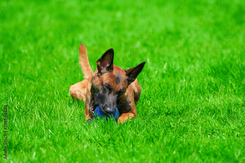 Belgischer Schäferhund spielt auf dem Rasen mit einem Ball