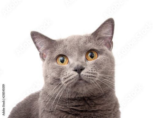 blue gray british cat on the white
