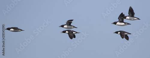 group of brunnichs guillemot flying over the waters of the pacific ocean photo