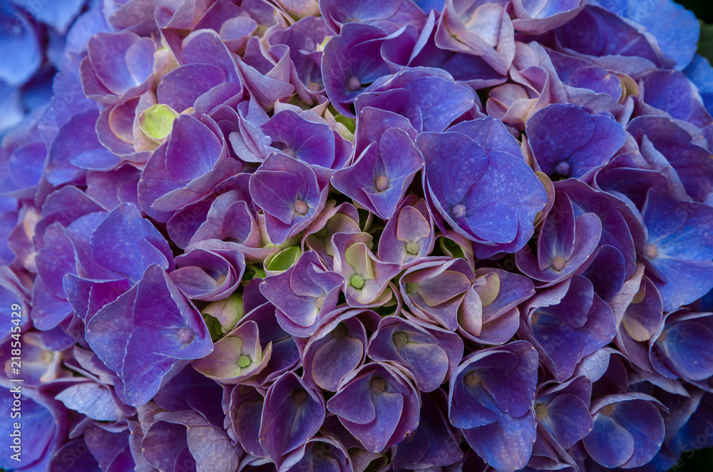Purple Hydrangea flower Purple Hydrangea flower