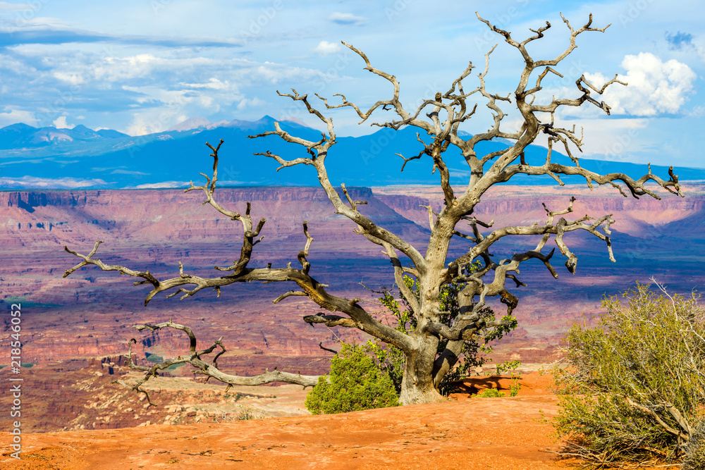 Desert Canyon - A dead dry tree standing on cliff edge of a steep canyon of Colorado River in Canyonlands National Park,  Utah, USA. 