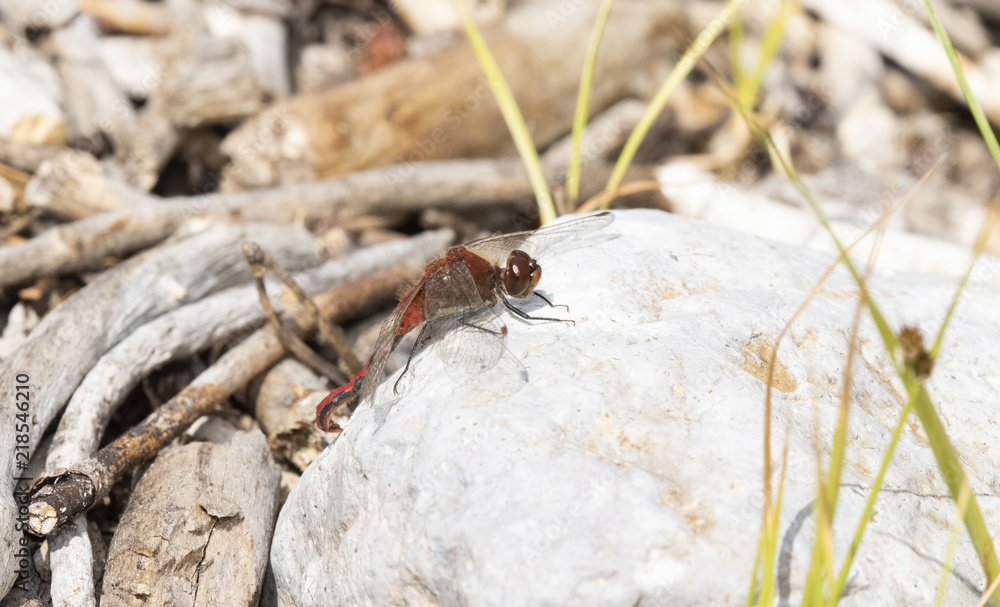 Cherry-faced Meadowhawk (Sympetrum internum) Perched on a Rock in a Meadow in Colorado Cherry-faced Meadowhawk (Sympetrum internum) Perched on a Rock in a Meadow in Colorado