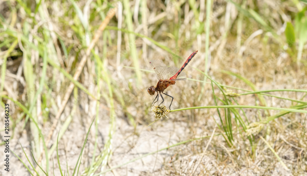 Cherry-faced Meadowhawk (Sympetrum internum) Perched on a Blade of Grass in a Meadow in Colorado Cherry-faced Meadowhawk (Sympetrum internum) Perched on a Blade of Grass in a Meadow in Colorado