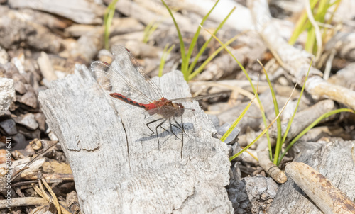 Cherry-faced Meadowhawk (Sympetrum internum) Perched on Dried Wood in a Meadow in Colorado
