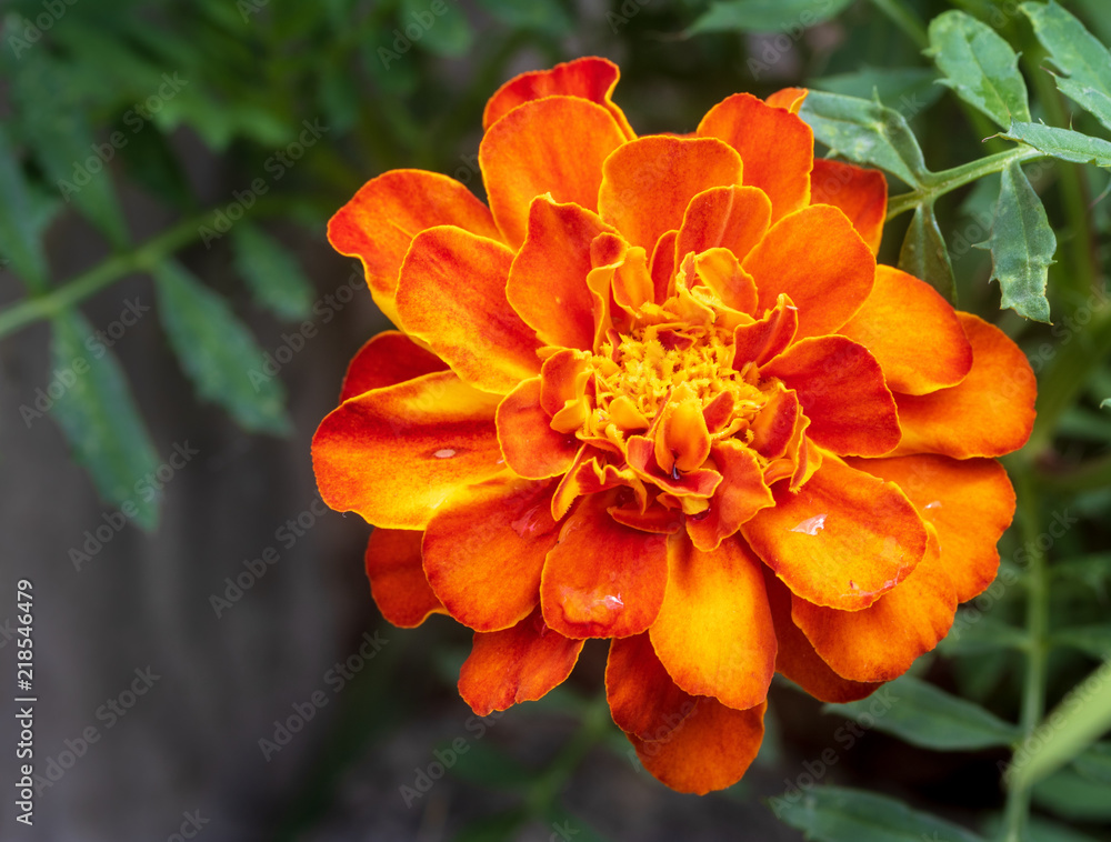 Close up of marigold Close up of marigold