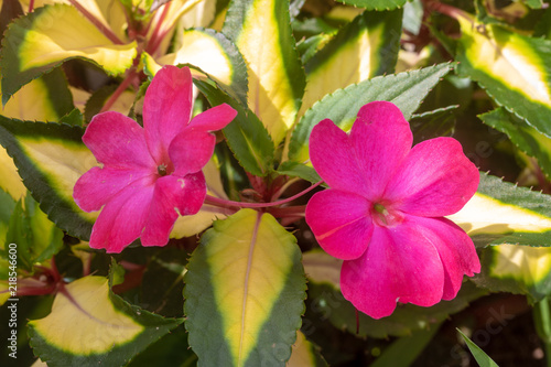 Sunpatiens "Compact Tropical Rose" in bloom