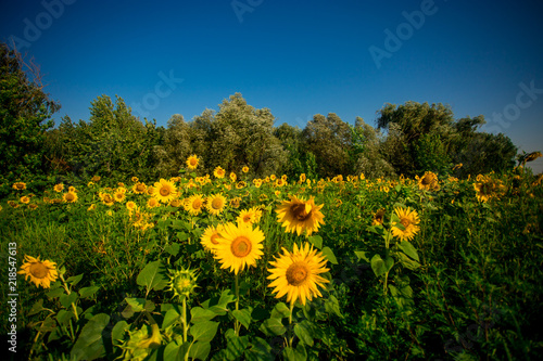 Charming landscape of sunflowers against sunrise