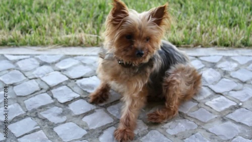 Yorkshire terrier dog scratching