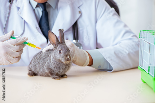 Vet doctor checking up rabbit in his clinic