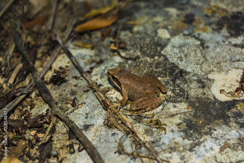 Brown Frog sits on a rock