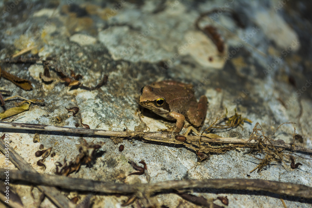 Obraz premium Brown Frog sits on a rock