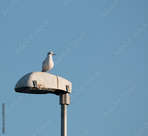 Mediterranean seagull