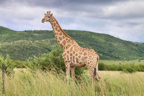 HD Picture of Giraffe against backdrop of Green Mountain