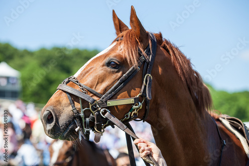 Prized Horse at Social Equestrian Event © kindellbphoto