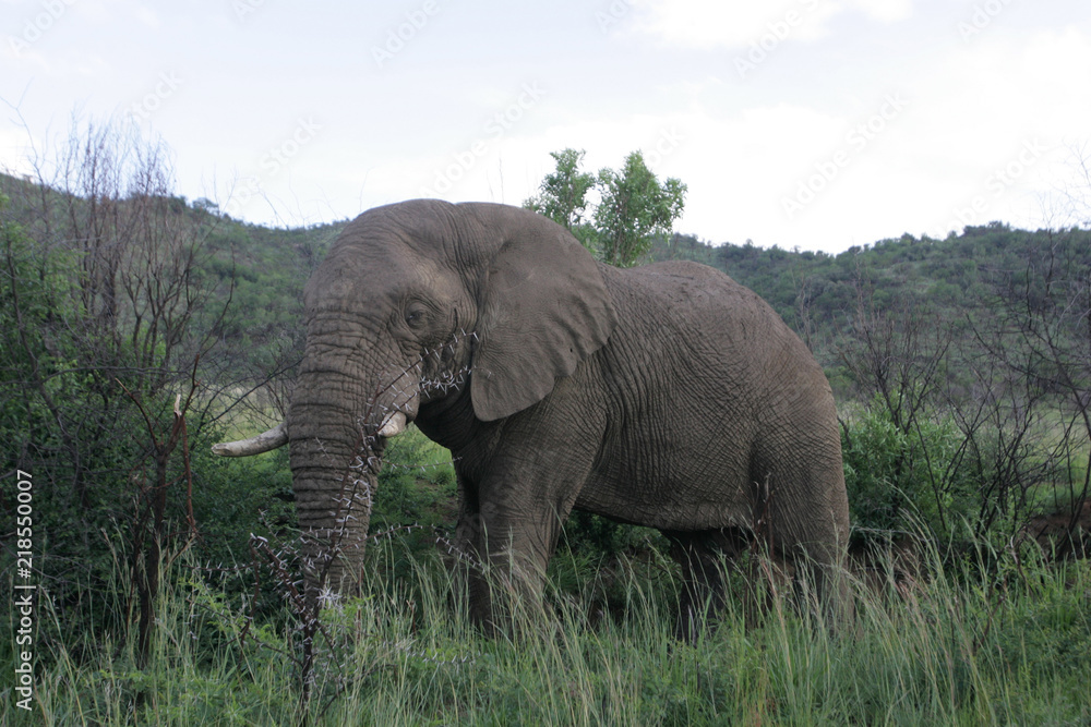 Elephant