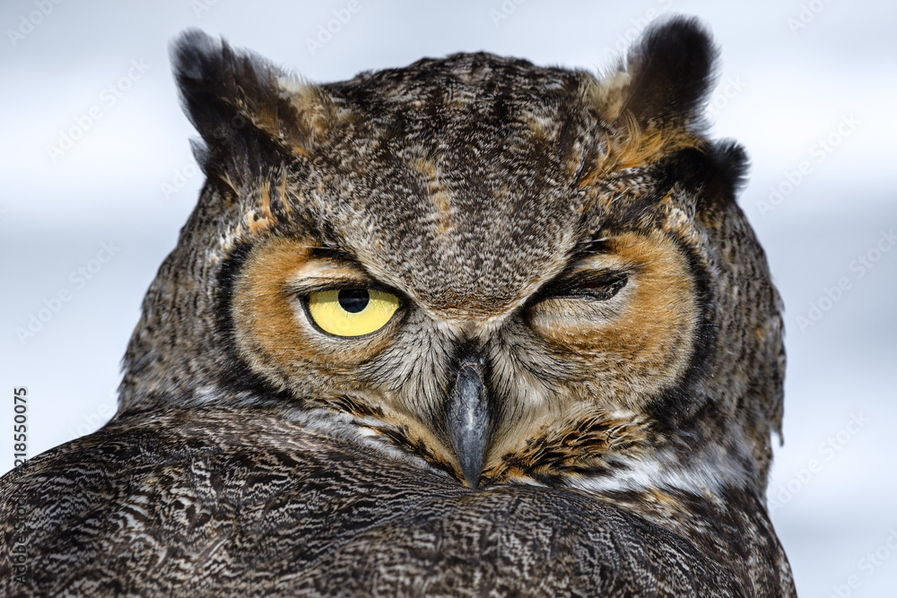 Fototapeta premium Close-up of a Great Horned Owl in New England in the snow