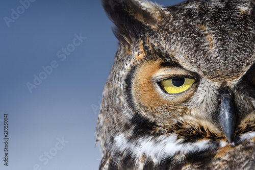 Close-up of a Great Horned Owl in New England in the snow