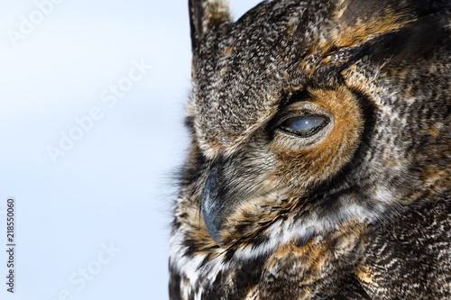 Close-up of a Great Horned Owl in New England in the snow