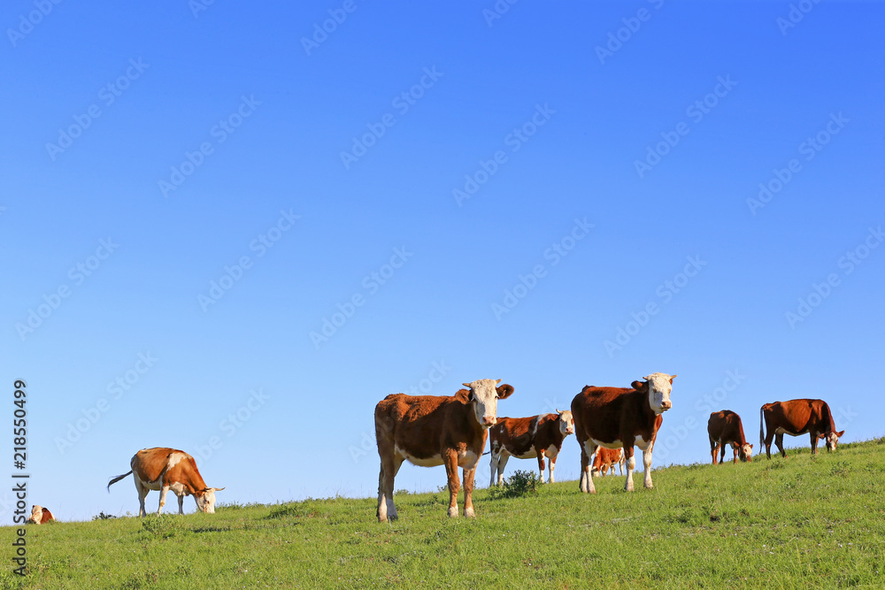 Many cattle are grazing on the hillside
