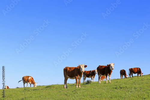 Many cattle are grazing on the hillside