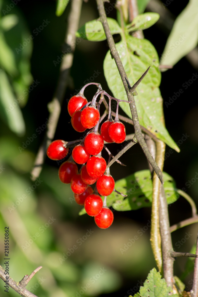Red nightshade (Solanum dulcamara) Red nightshade (Solanum dulcamara)